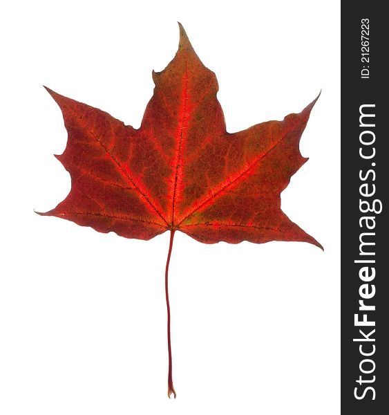 Beautiful fall leaf isolated over white background