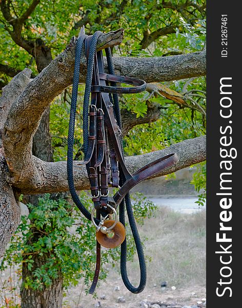 Harness hanging from a tree in full sunlight