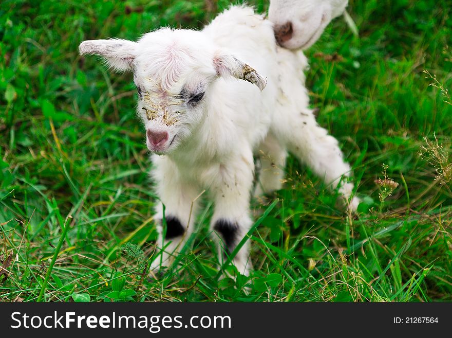 Cute white goat kid on a farm