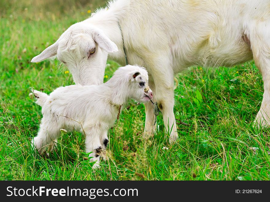 Cute white goat kid with mother goat