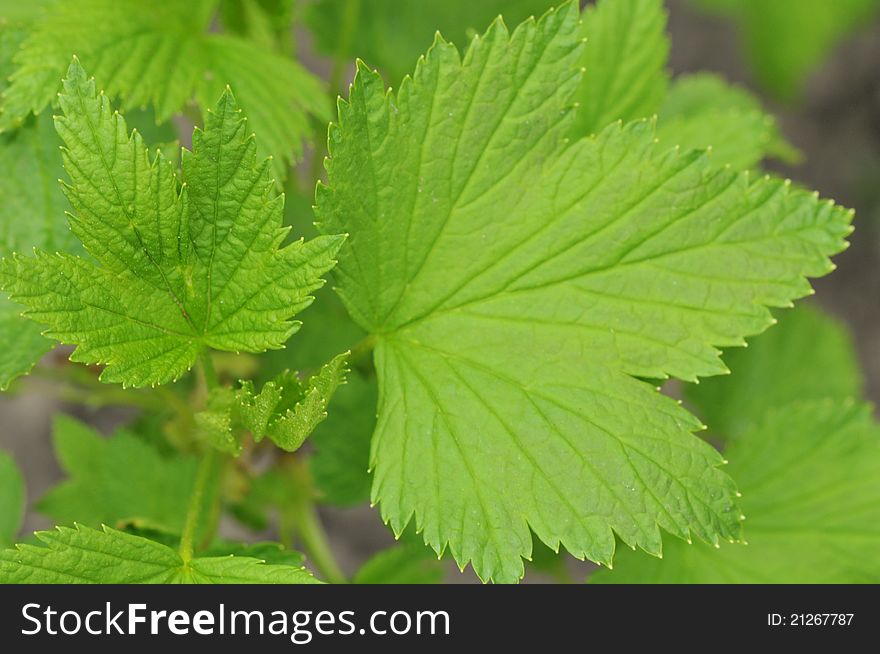 Close-up of very green leaf grape plant