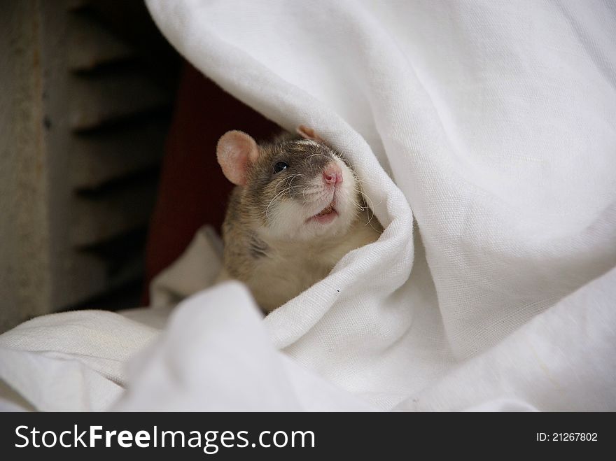 Female pet rat curiously watching from behind the sheet