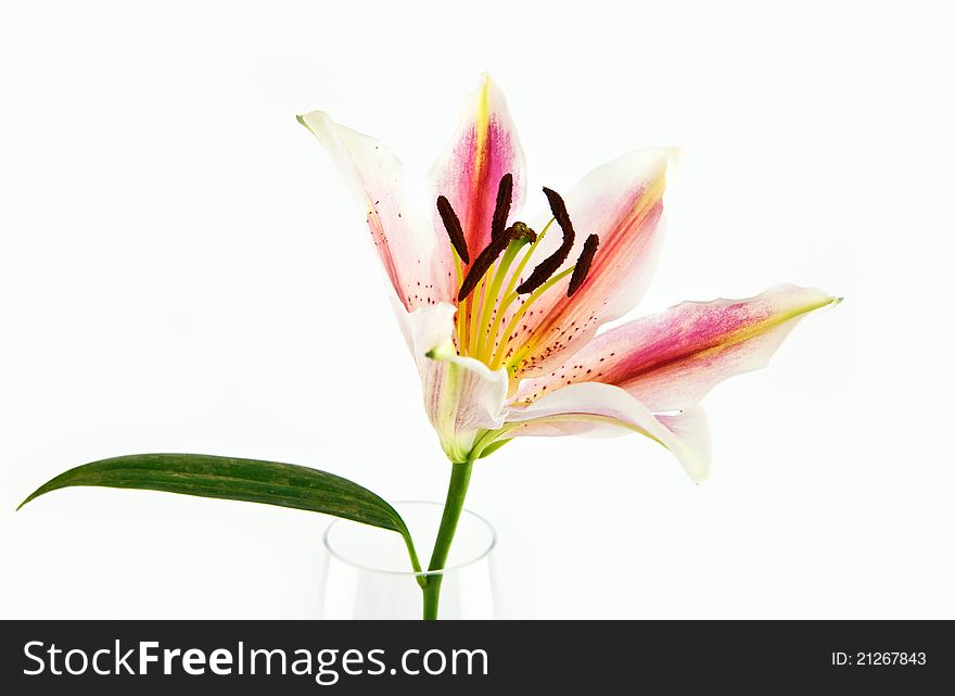 Lily flower isolate on white background