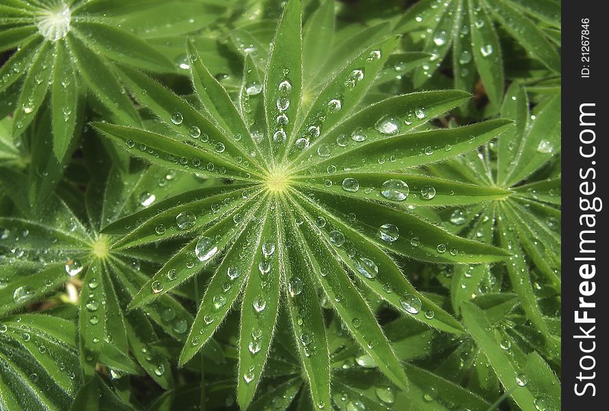 Star shaped leaves with rain drops clustered in them. Star shaped leaves with rain drops clustered in them.