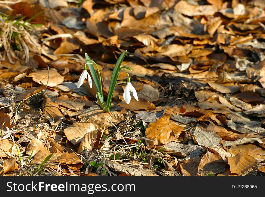 Snowdrop macro on a leafy background