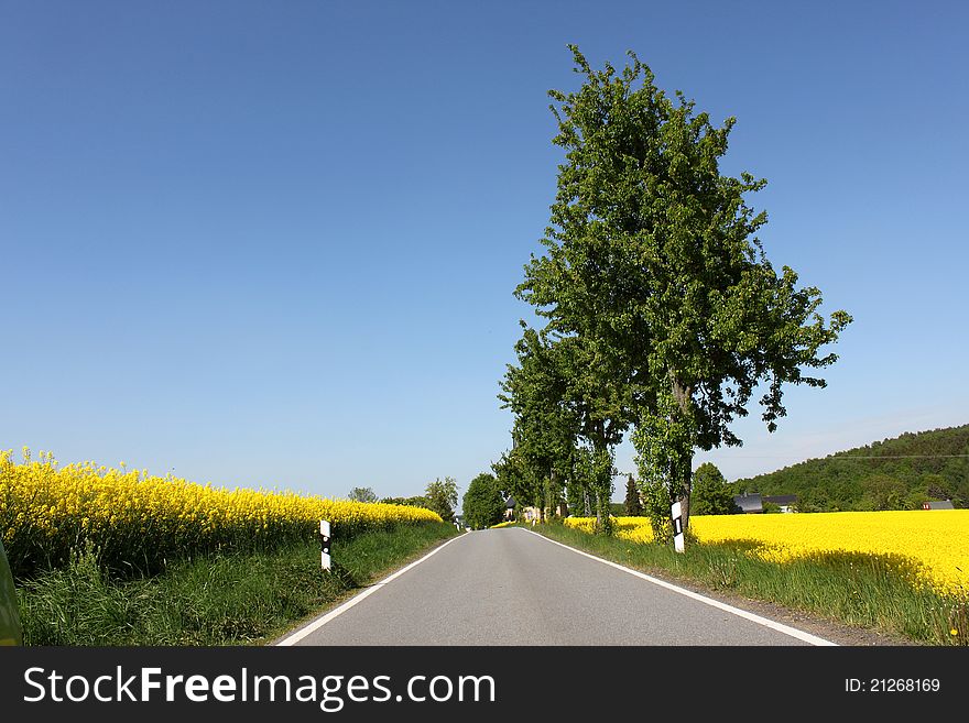 Landscape with rural road yellow rape canola field and tree
