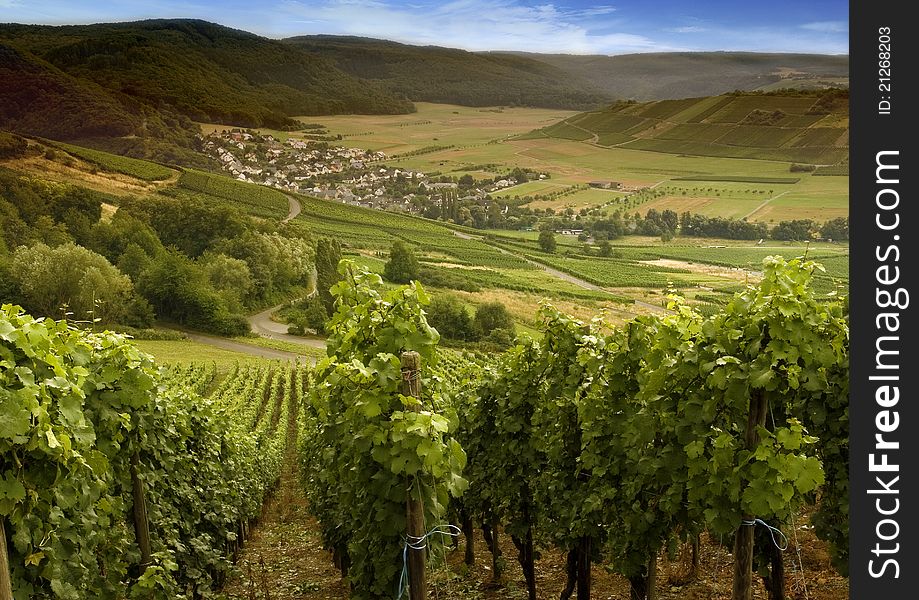 German vineyards in a Hunsrück valley