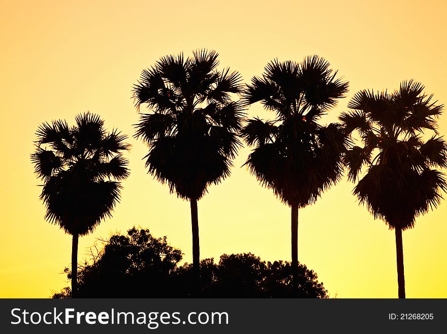 Palm trees in sunset