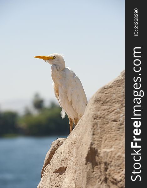 Large cattle egret perched on a rock by a river