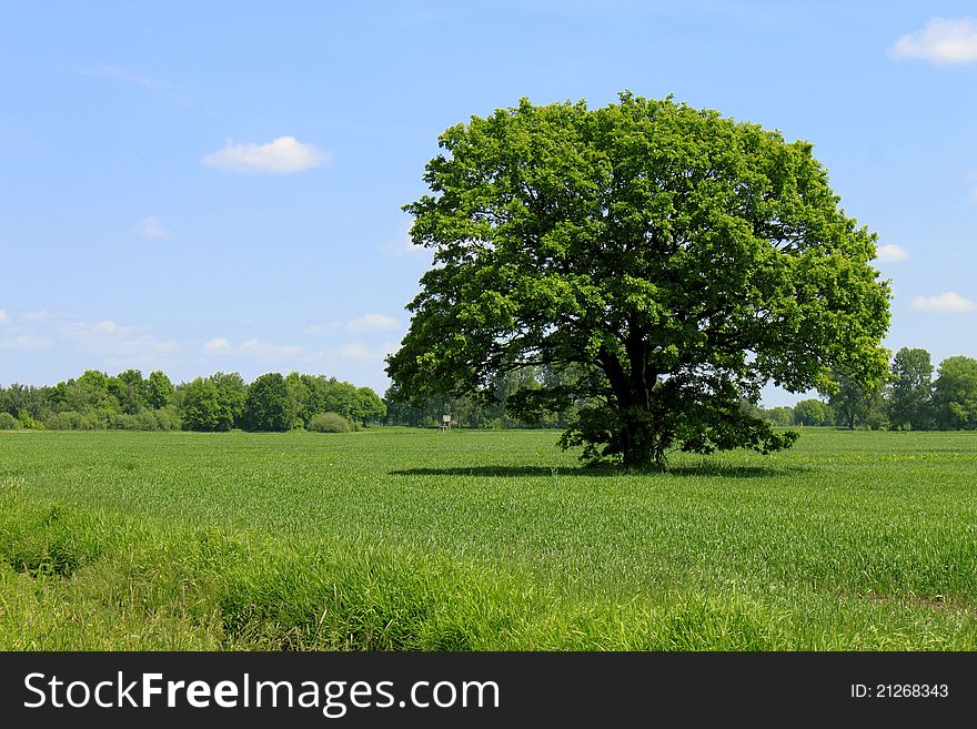 Green field tree and blue sky