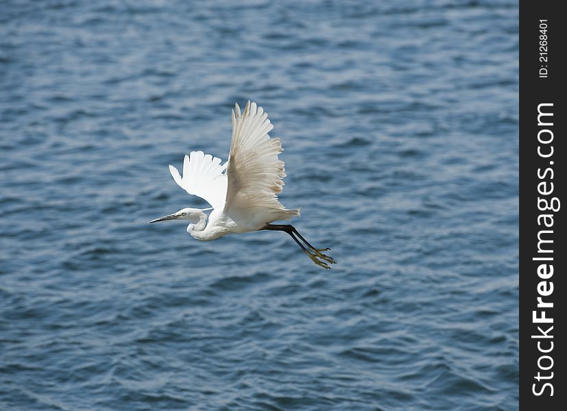 Little egret in flight