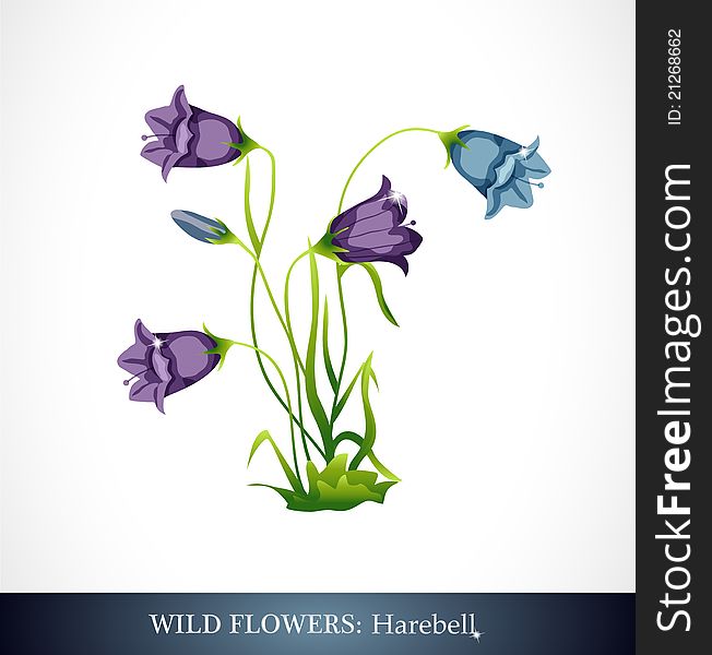Harebell, Wild flower. Beautiful bright colors