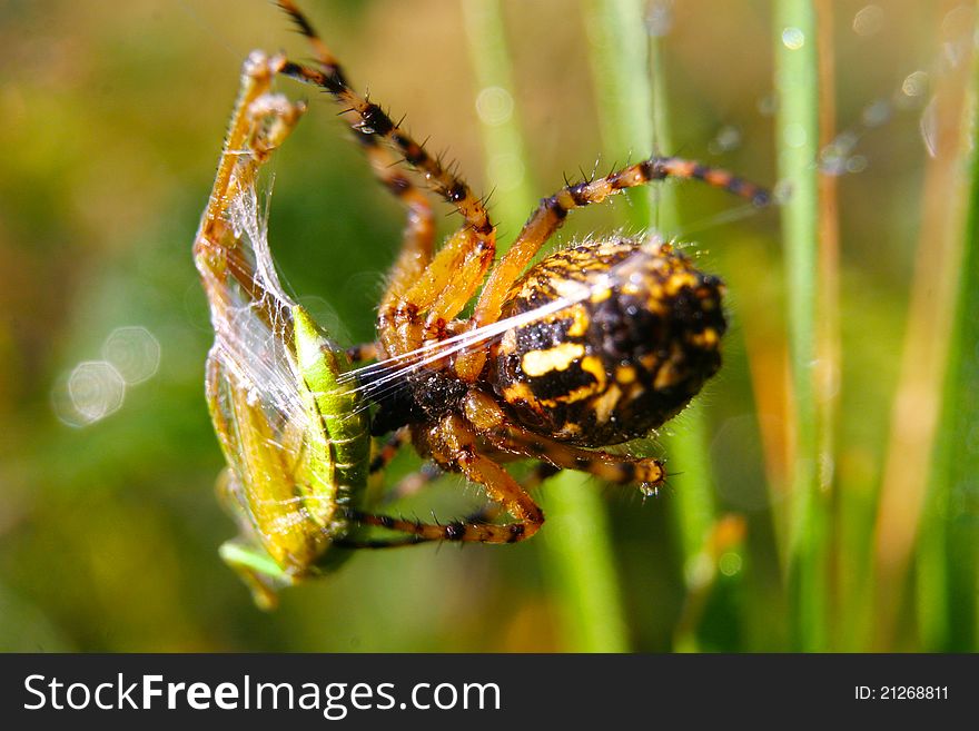 A spider is darning its prey. A spider is darning its prey