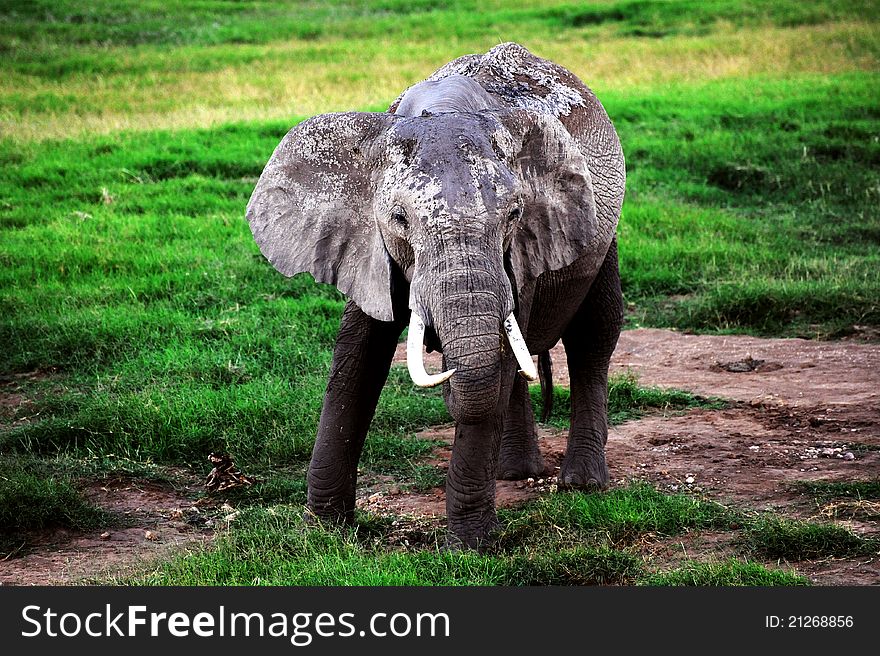 Small baby elephant from Africa