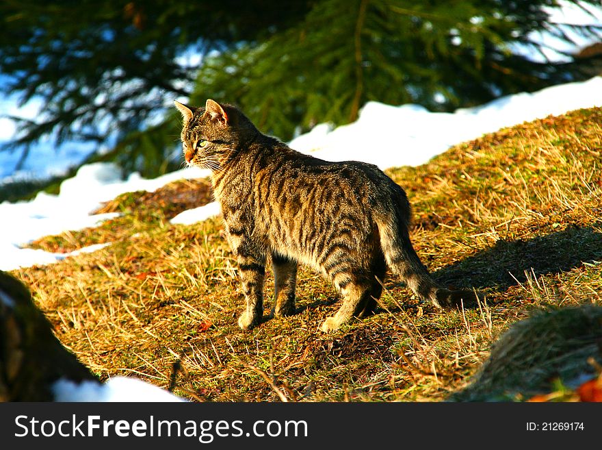 A domestic cat is standing under a pinewood