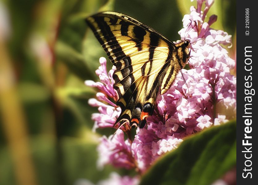 Monarch butterfly getting nectar from a lilac flower, shallow depth of field. Monarch butterfly getting nectar from a lilac flower, shallow depth of field