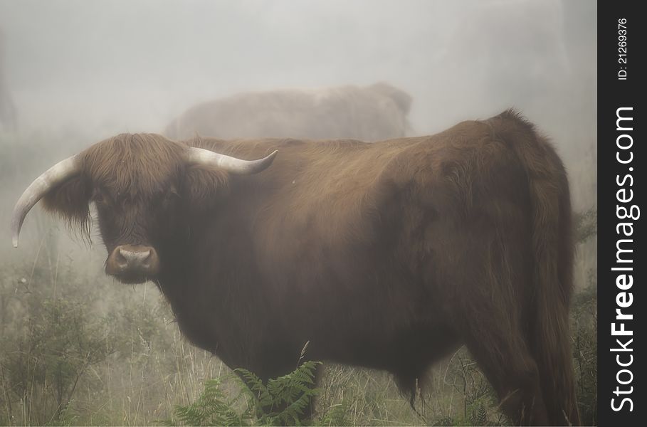 Highland bull looking at camers, in a foggy early morning. Hes horns are un even and his coat is wet. Highland bull looking at camers, in a foggy early morning. Hes horns are un even and his coat is wet.