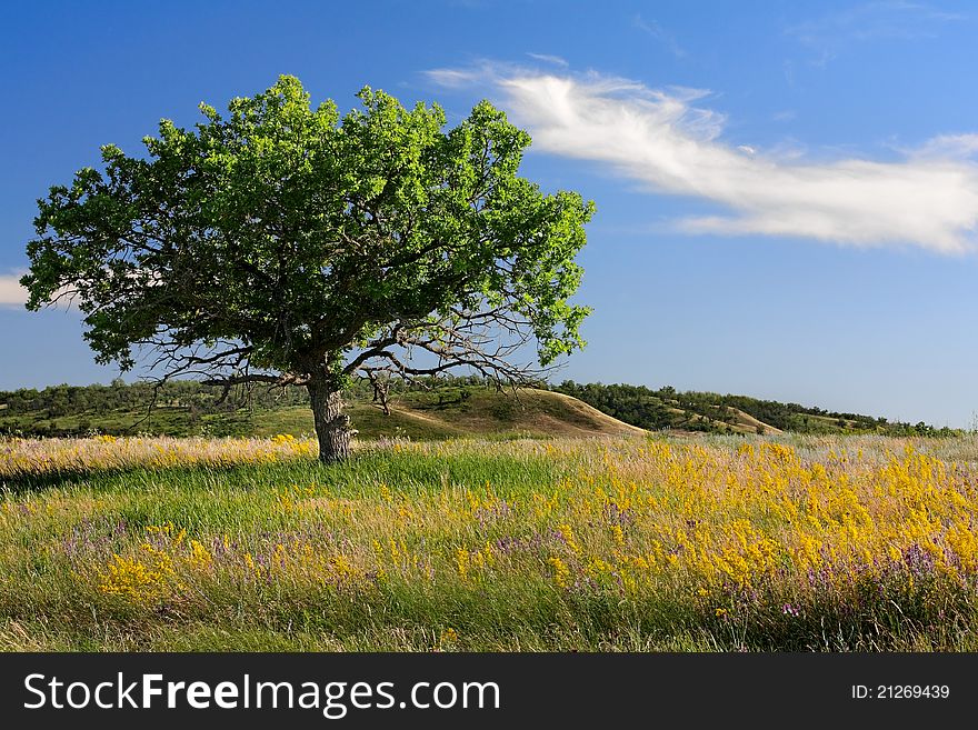 Young oak tree standing alone in a meadow at sunset. Young oak tree standing alone in a meadow at sunset.