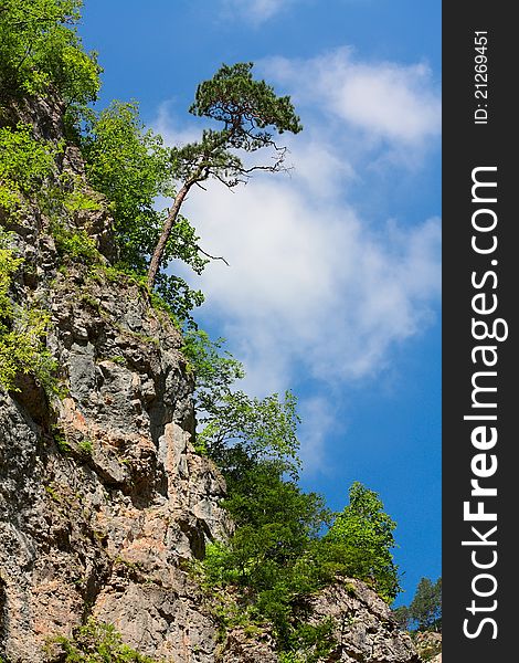 Lone pine on a steep cliff. Lone pine on a steep cliff.