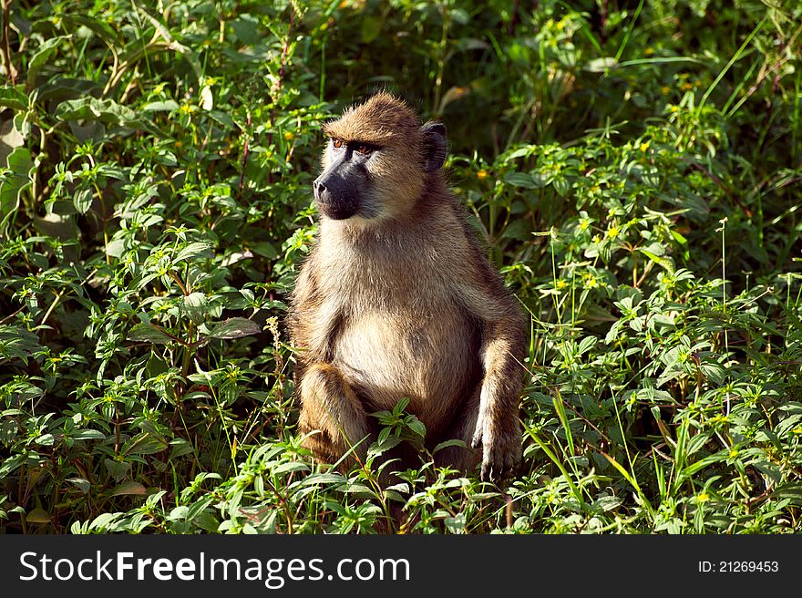 Little baby monkey from Africa