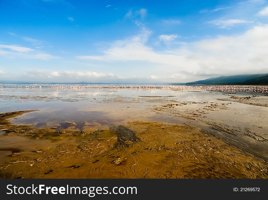 Flocks of flamingo by lake