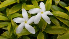 Jasmine Flower Crown Forming A Star Stock Images Jasmine Flower Crown Forming A Star Stock Images