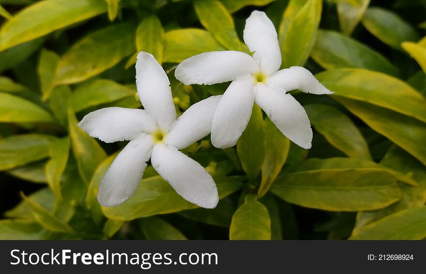 This type of jasmine has a star-shaped crown, so it is called star jasmine. This type of jasmine has a star-shaped crown, so it is called star jasmine