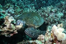 Hawaiian Green Sea Turtle Stock Photos Hawaiian Green Sea Turtle Stock Photos