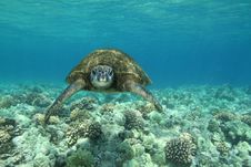 Hawaiian Green Sea Turtle Royalty Free Stock Image Hawaiian Green Sea Turtle Royalty Free Stock Image