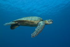 Hawaiian Green Sea Turtle Royalty Free Stock Images Hawaiian Green Sea Turtle Royalty Free Stock Images