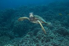 Hawaiian Green Sea Turtle Royalty Free Stock Images Hawaiian Green Sea Turtle Royalty Free Stock Images