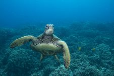 Hawaiian Green Sea Turtle Royalty Free Stock Photos Hawaiian Green Sea Turtle Royalty Free Stock Photos