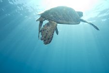 Hawaiian Green Sea Turtle Royalty Free Stock Photo Hawaiian Green Sea Turtle Royalty Free Stock Photo