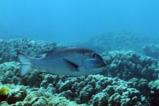 Big Eye Emperorfish Royalty Free Stock Photography Big Eye Emperorfish Royalty Free Stock Photography