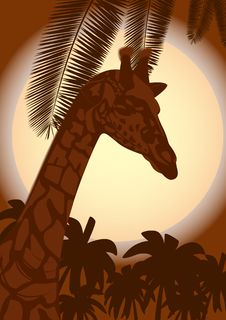 Giraffe And A Night Landscape Stock Image