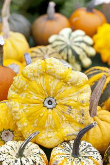 Assorted Pumpkins Royalty Free Stock Photography Assorted Pumpkins Royalty Free Stock Photography