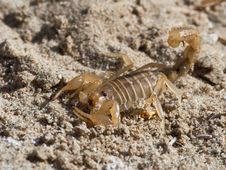 Scorpion Royalty Free Stock Photography Scorpion Royalty Free Stock Photography