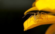 Yellow Spider. Royalty Free Stock Photo Yellow Spider. Royalty Free Stock Photo