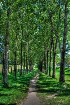 Forest Walking Path, HDR Stock Image Forest Walking Path, HDR Stock Image