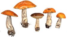 Mushrooms Royalty Free Stock Images Mushrooms Royalty Free Stock Images