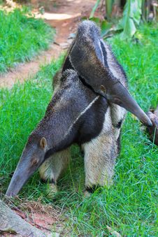 Ant Bear(anteater) Family Royalty Free Stock Photos