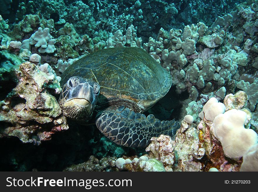 Hawaiian Green Sea Turtle sleeping on a coral pillow.