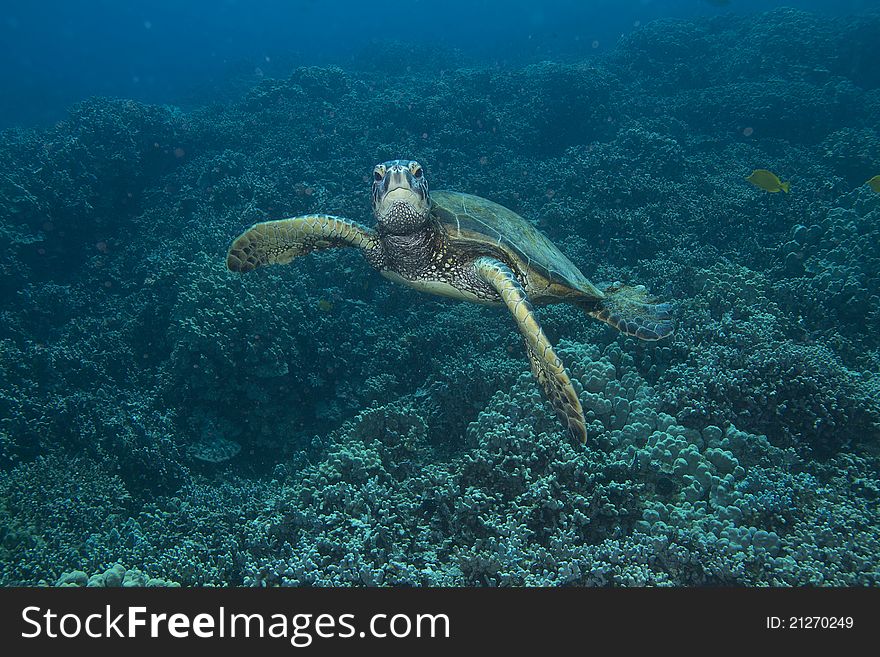 Hawaiian Green Sea Turtle swimming over a coral bed.