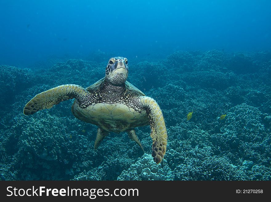 Curious Hawaiian Green Sea Turtle.