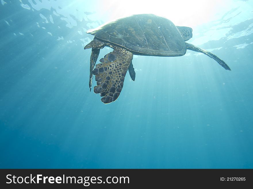 Wide-Angle shot of a Hawaiian Green Sea Turtle swimming up to the surface.