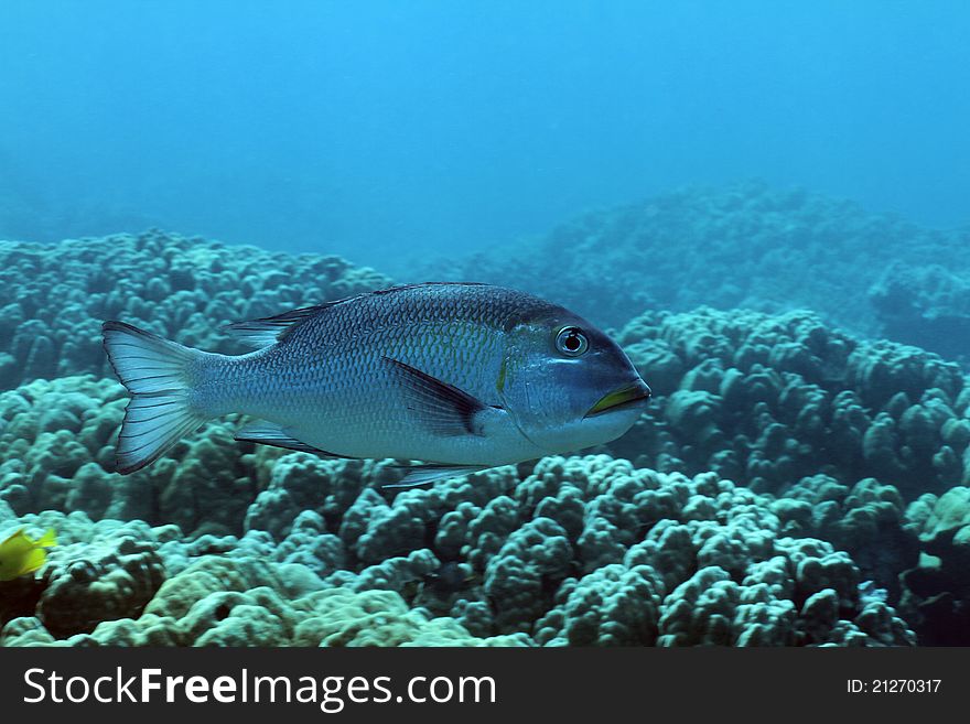 This is a shot of a Big-Eye Emperorfish which in Hawaiian is called a Mu. This is a shot of a Big-Eye Emperorfish which in Hawaiian is called a Mu.