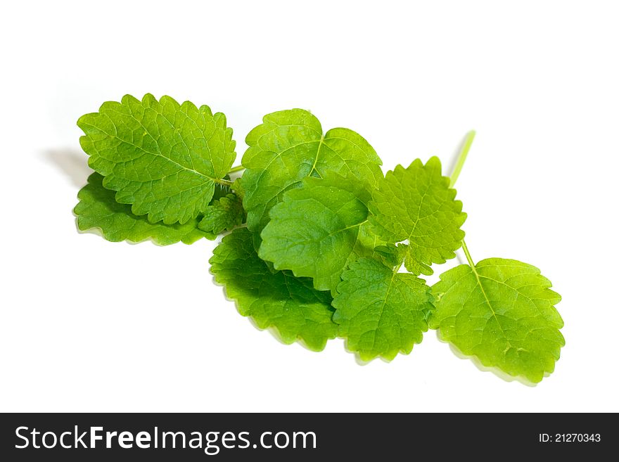Mint leaves , casting shadow on white surface. Mint leaves , casting shadow on white surface.