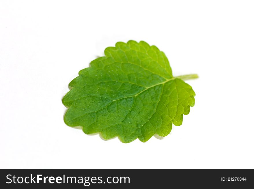 Mint leaves , casting shadow on white surface. Mint leaves , casting shadow on white surface.