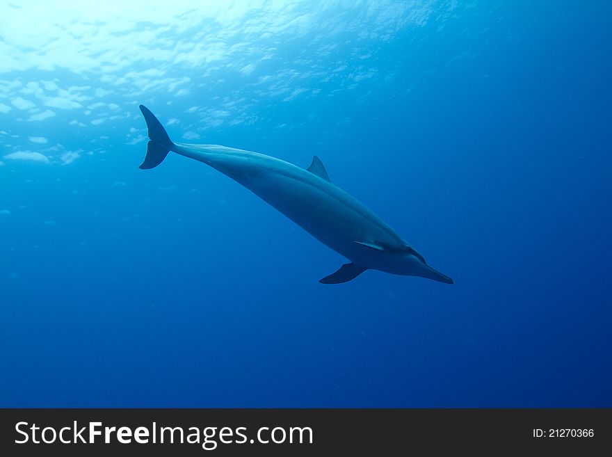 Hawaiian Spinner Dolphin swimming through Honaunau City of Refuge on the Big Island of Hawaii.