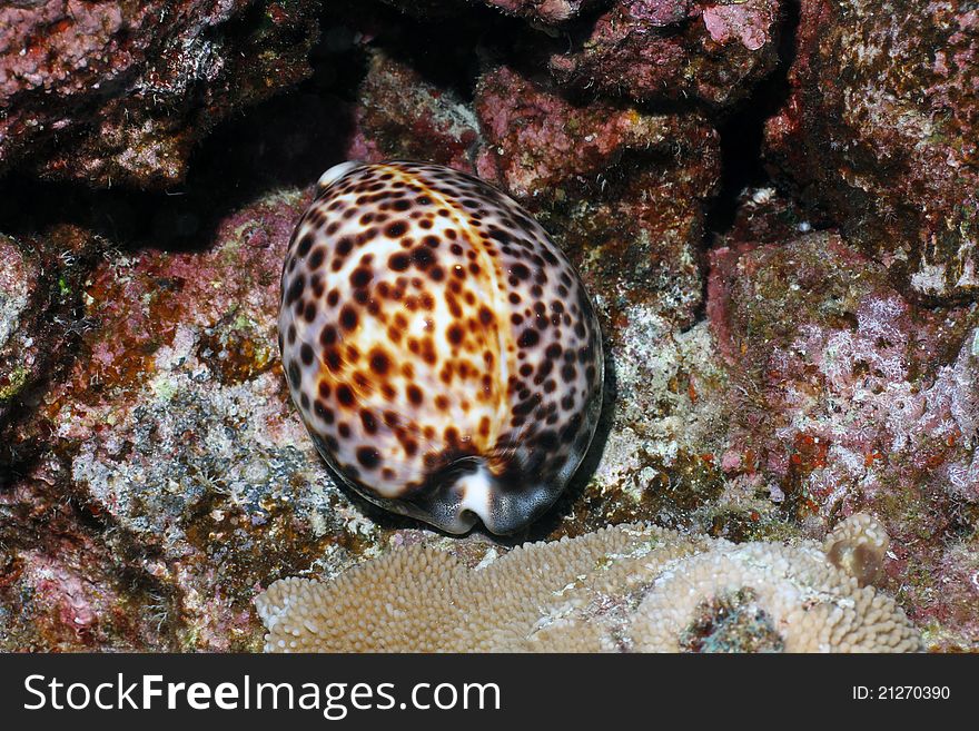 This is a picture of a Hawaiian Tiger Cowry found off the coast of the Big Island.